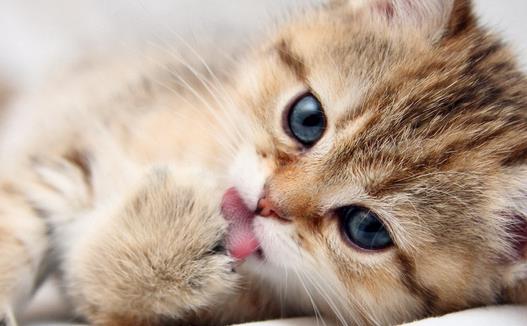 動(dòng)物疫病診斷儀：貓弓形蟲是什么？