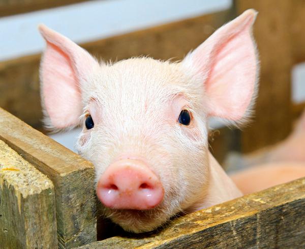 非洲豬瘟檢測(cè)儀有哪些型號(hào)？