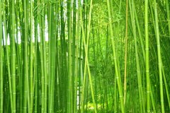 植物株高要如何測(cè)量？