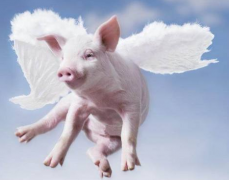 如何在屠宰環(huán)節(jié)做好非洲豬瘟的檢測(cè)工作？